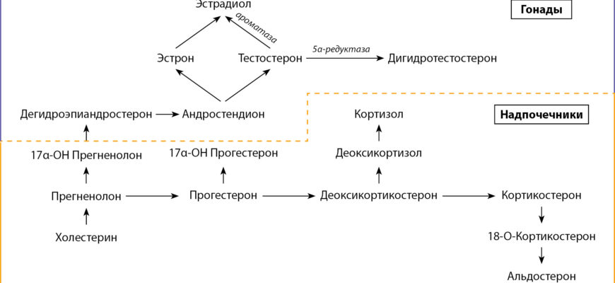 Как понизить эстрадиол у мужчин и Избыток, дефицит, исследования