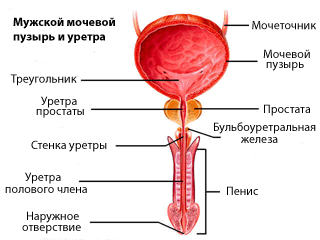 Как лечат уретрит при простатите, симптомы и лечение
