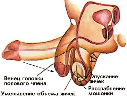 Андролог — врач для мужчин