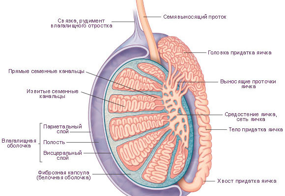 Водянка яичка причины, симптомы, последствия. Хирургическое лечение гидроцеле