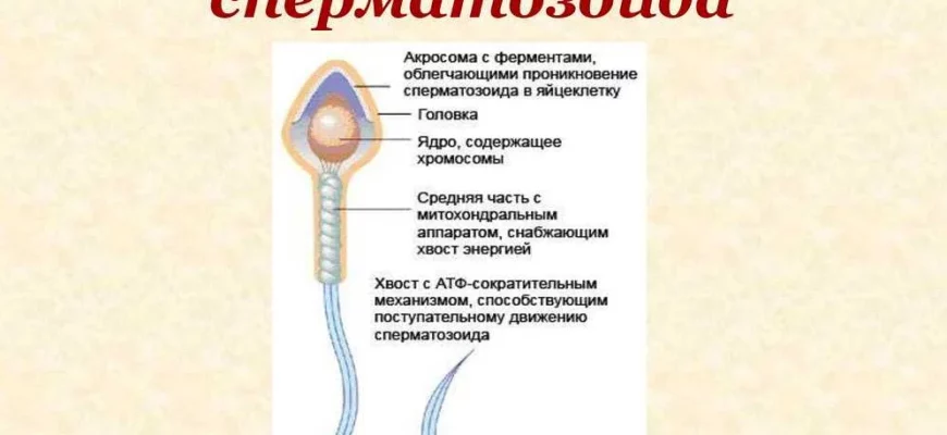 Сперма имеет желтоватый оттенок
