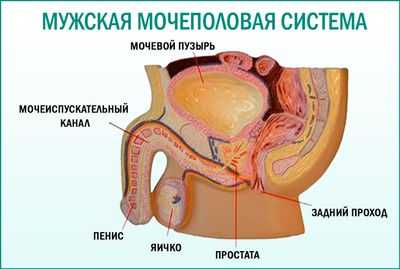Цвет секрета простаты при простатите