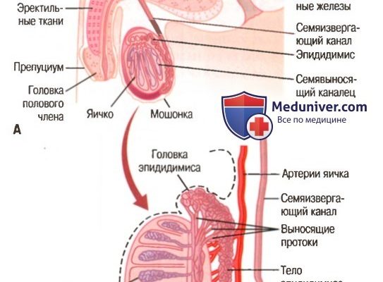 Одно яичко ниже другого у взрослого