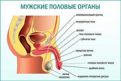 Резкий запах спермы и основные параметры базовой спермограммы