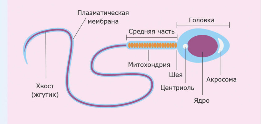 Сперма с желтоватым оттенком что это
